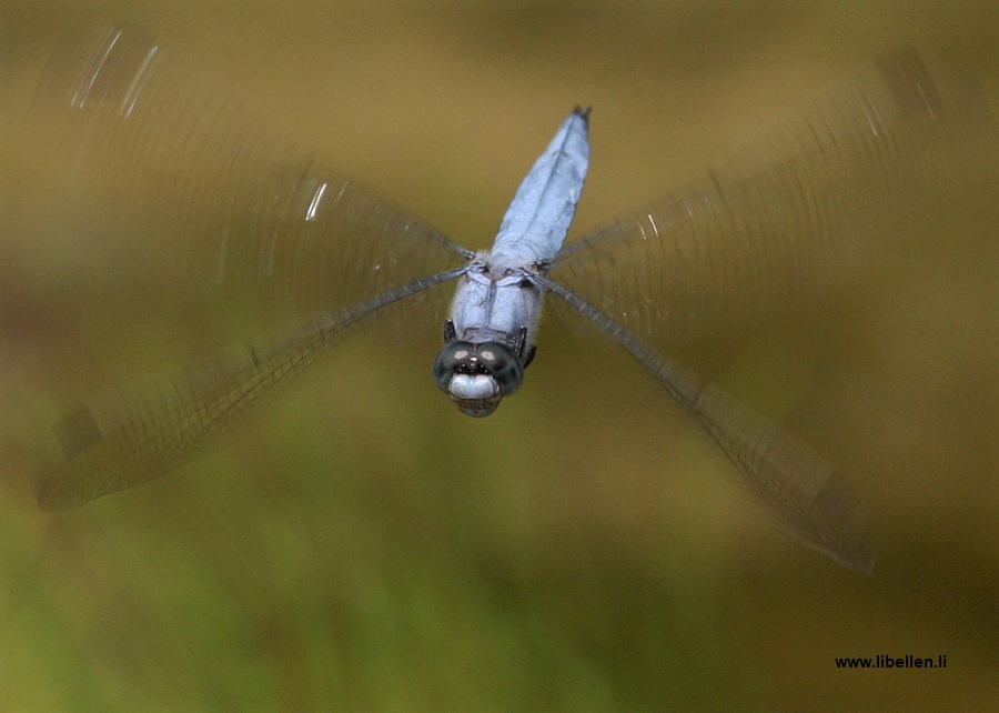 Männchen Südlicher Blaupfeil im Flug von vorne