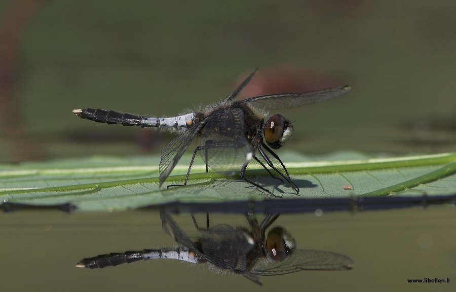 Männchen Zierliche Moosjungfer sitzt auf Blatt im Wasser