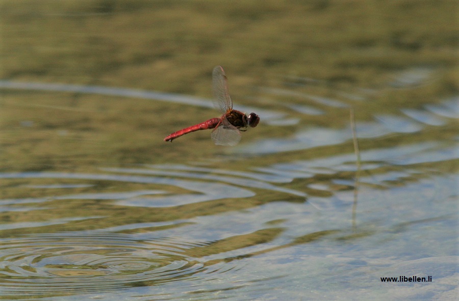Seltenes rot gefärbtes Weibchen der Feuerlibelle