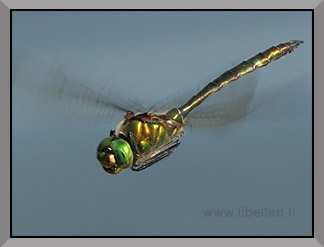Glänzende Smaragdlibelle, Männchen im Flug seitlich von vorne, klein