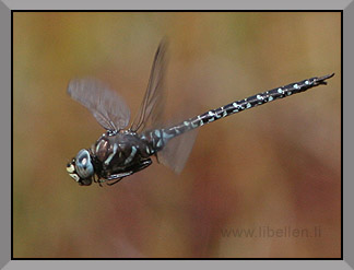 Hochmoor-Mosaikjungfer, Männchen im Flug von der Seite, klein